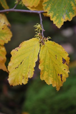 Hamamelis mollis - vilín měkký - list podzim